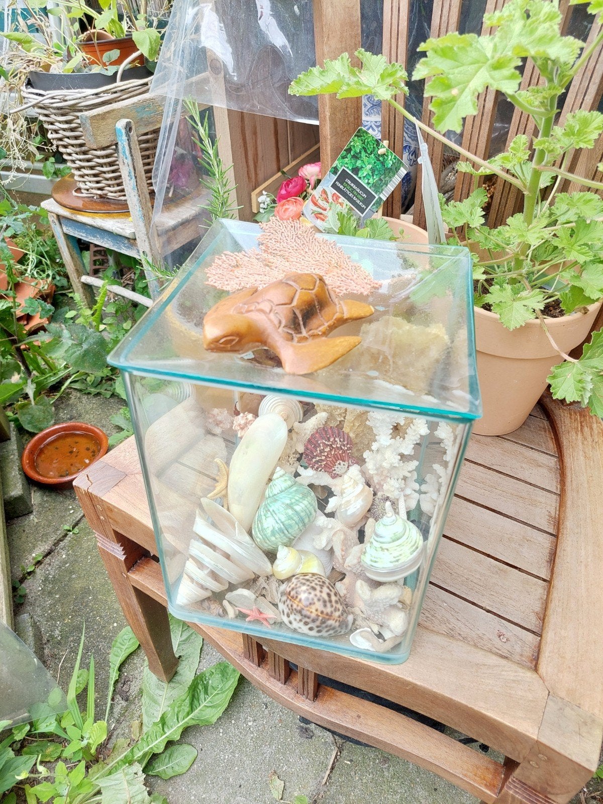 Schelpen vitrine met glimmende schelpen, Verzamelen, Ophalen, Gebruikt