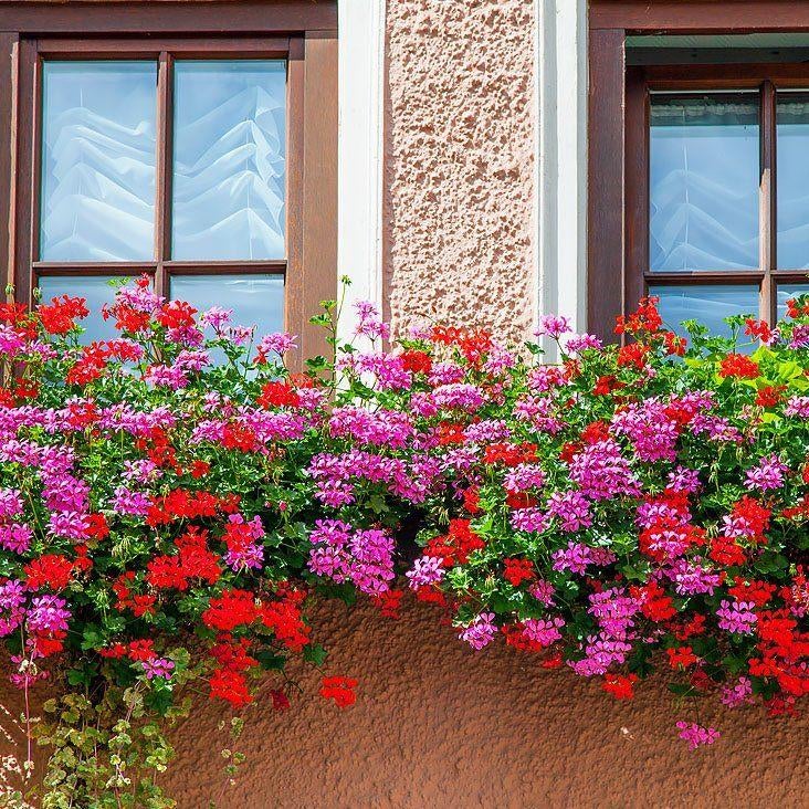 tuinplanten, Tuin en Terras, Ophalen, Eenjarig, Overige soorten, Halfschaduw