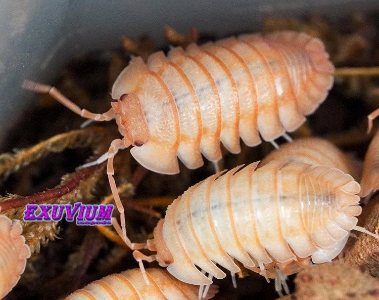 Armadillidium pallasii Orange (Corfu) isopods/pissebedden, Overige soorten