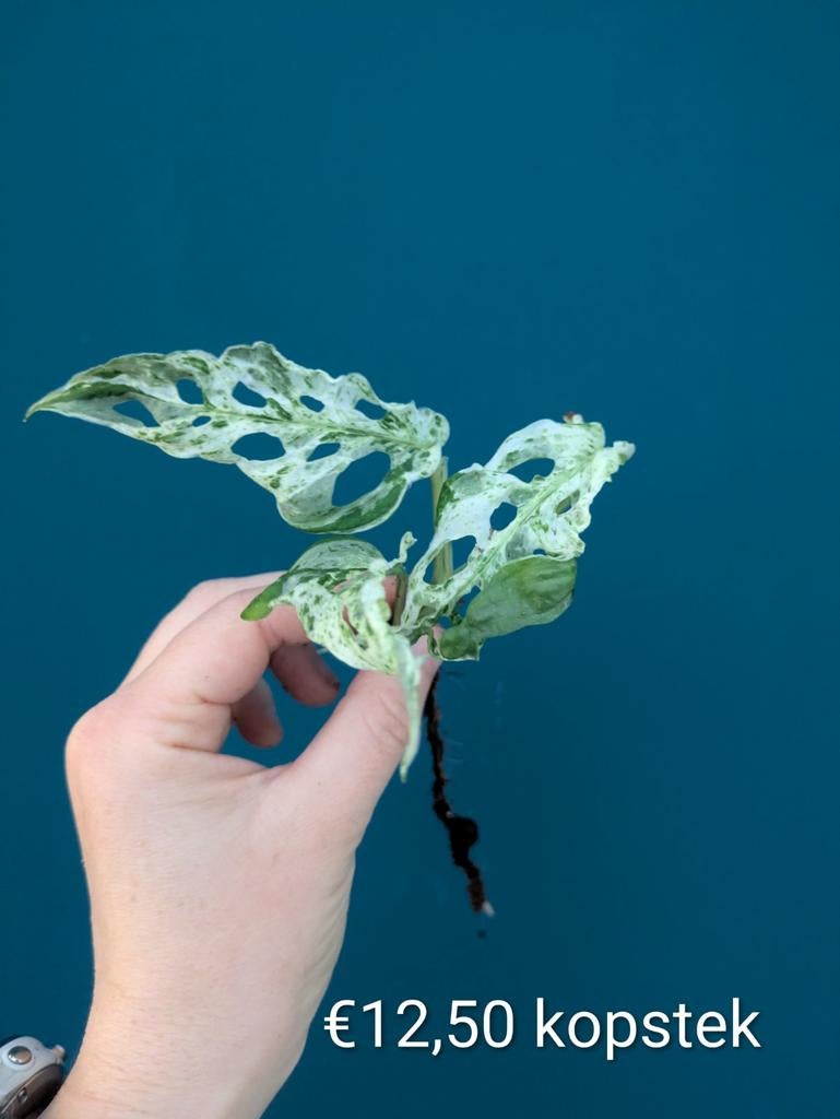 Monstera Frozen Freckles stekken, Ophalen of Verzenden, Halfschaduw, Minder dan 100 cm