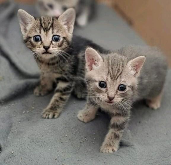 Nog3 Mooie Dames! "Britse korthaar×Bengaal" MIXed- Kittens!, Dieren en Toebehoren, Meerdere dieren