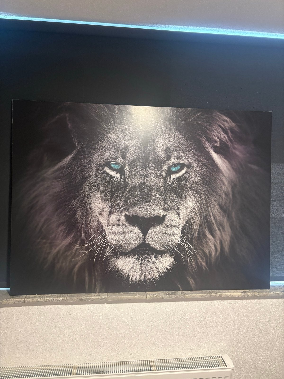 Indrukwekkende Leeuwen Canvas - Blauwe Ogen, Ophalen, 50 – 75, 75 tot 100 cm, Print