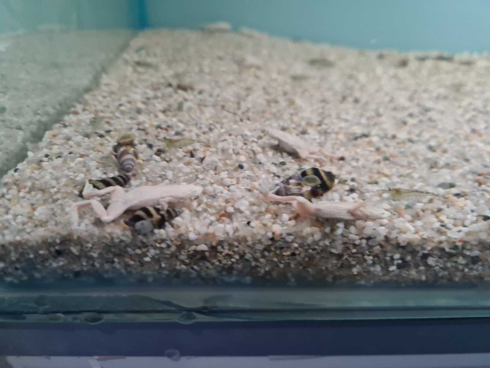 Platinum dwergklauwkikker, Hymenochirus boettgeri, kikker, Amfibie, 0 tot 2 jaar