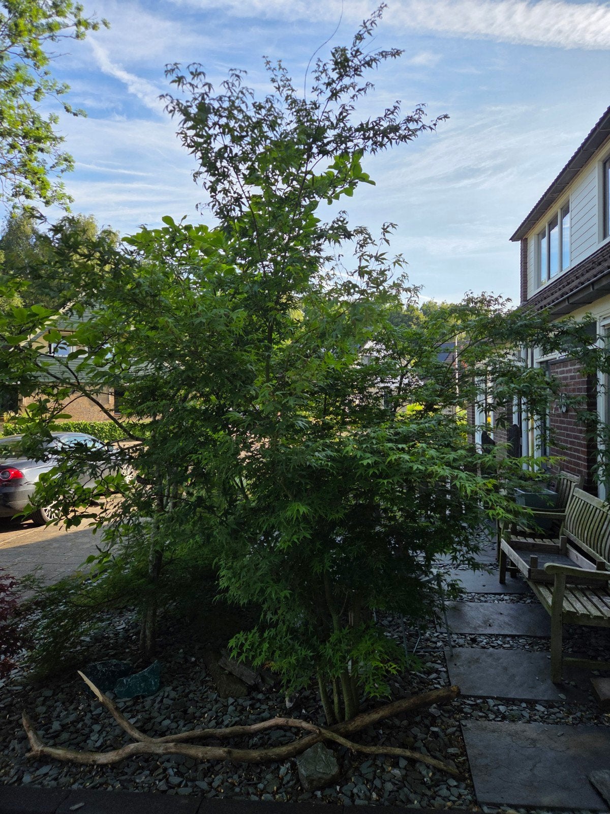 Grote Japanse esdoorn acer palmatum boom,, Ophalen, Bloeit niet, Halfschaduw, Overige soorten