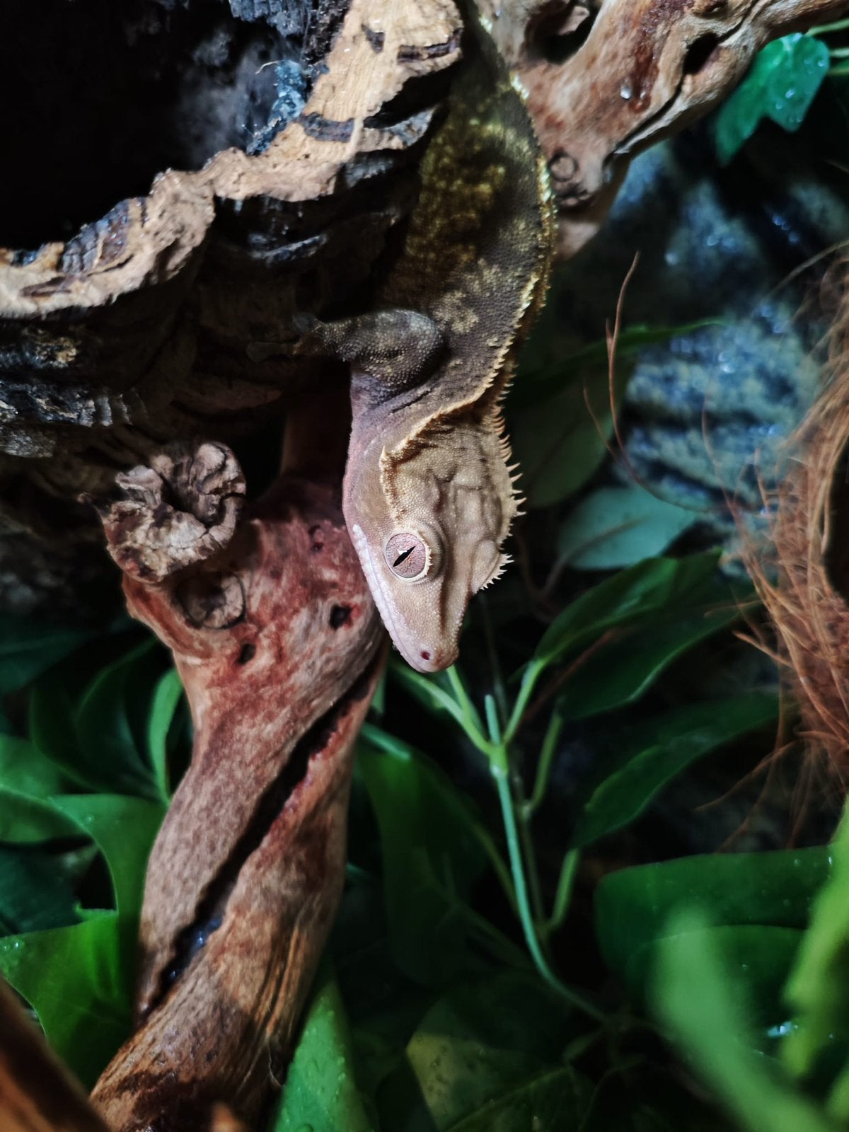 Wimpergekko Man, Hagedis, Tam, 3 tot 6 jaar
