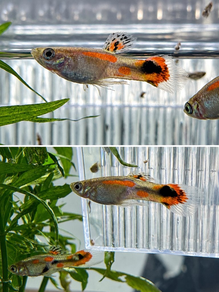 Mannelijke guppy’s, Vis, Zoetwatervis