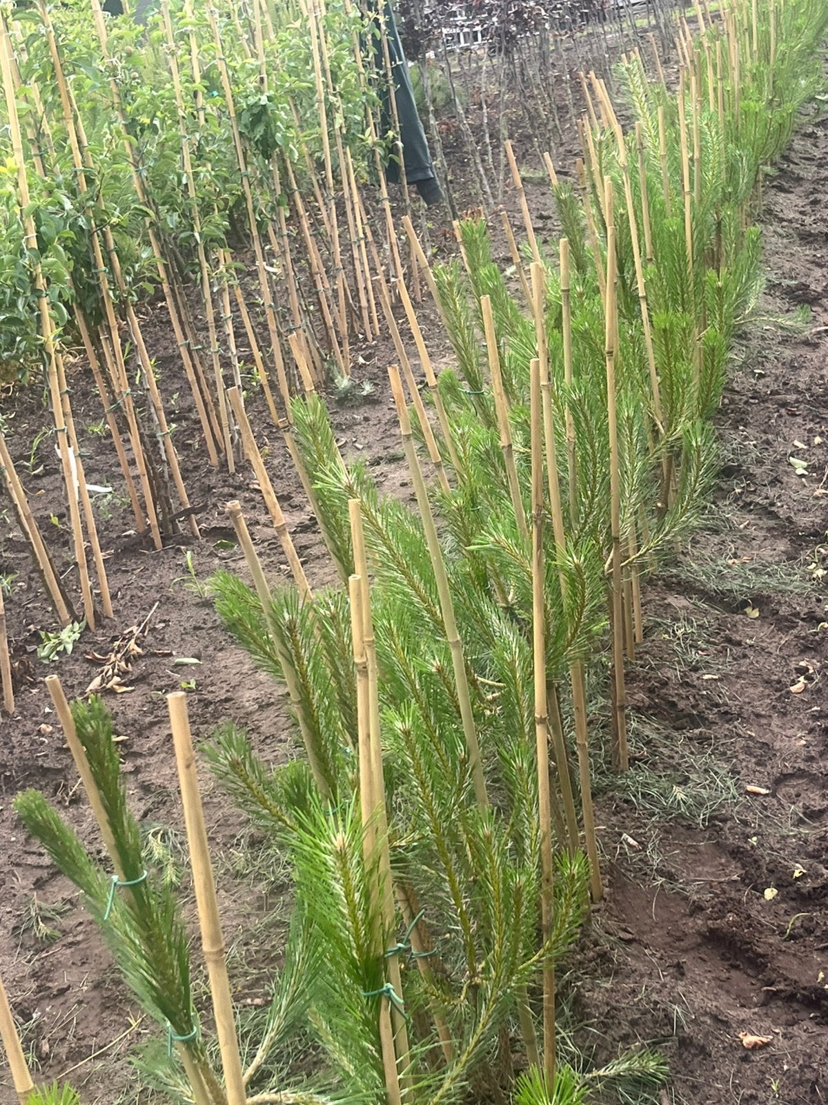 Volop meerstaminge Pinus  nigra €50, Ophalen, Overige soorten, Volle zon