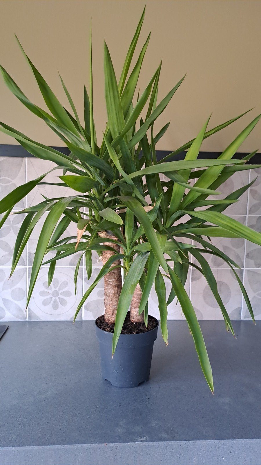 Mooie Yucca plant in pot, Ophalen, In pot, Halfschaduw, Minder dan 100 cm