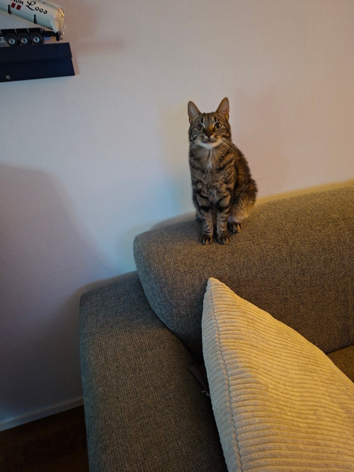 simba, Kater, 3 tot 5 jaar