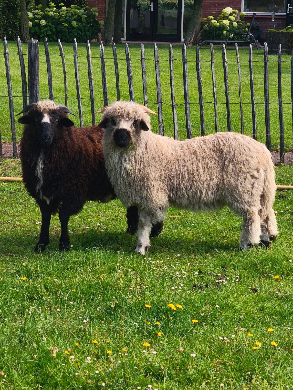 Rammen te koop van 2026, Dieren en Toebehoren, Schapen, Geiten en Varkens, Mannelijk, Schaap