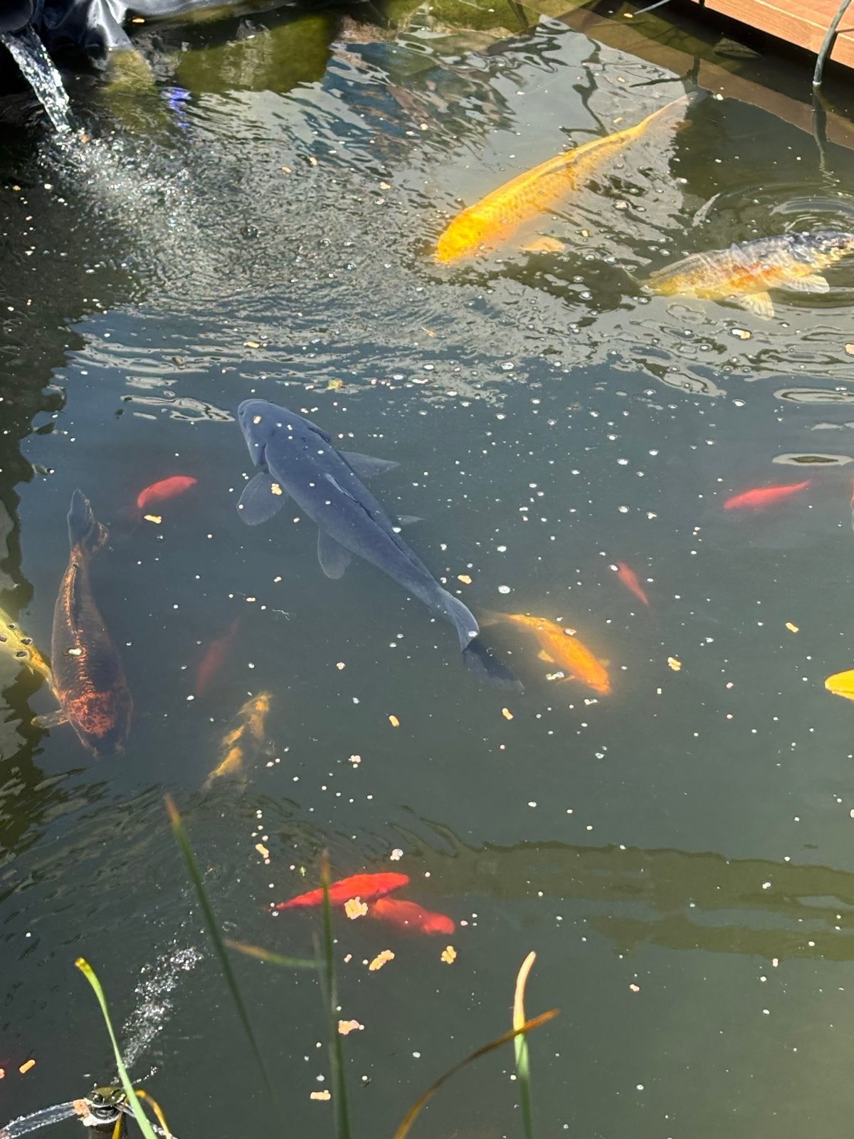 Karasugoi koi karper zwart zeer uniek, Karper of Koi