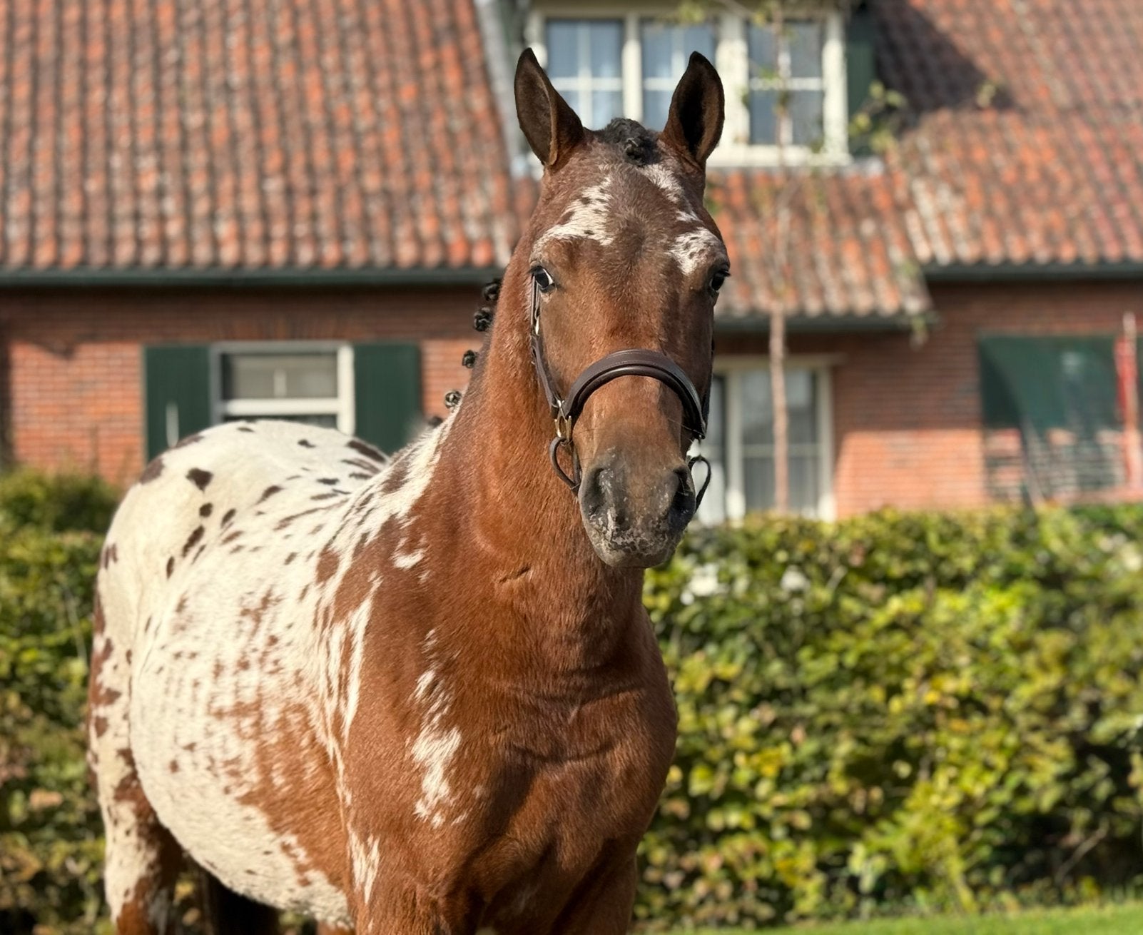 Hele bijzondere stippel met extreem spring talent, Ruin, Springpony, 3 tot 6 jaar, Gechipt