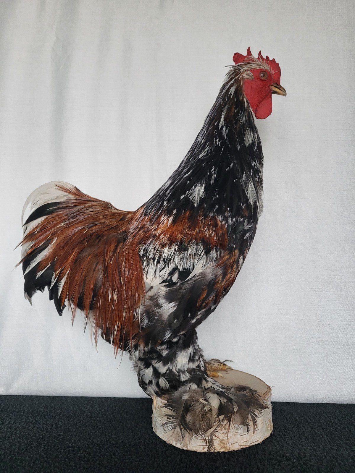 Een prachtige opgezette haan! Nr 2, Verzamelen, Dierenverzamelingen, Ophalen of Verzenden, Nieuw, Boerderijdier, Opgezet dier