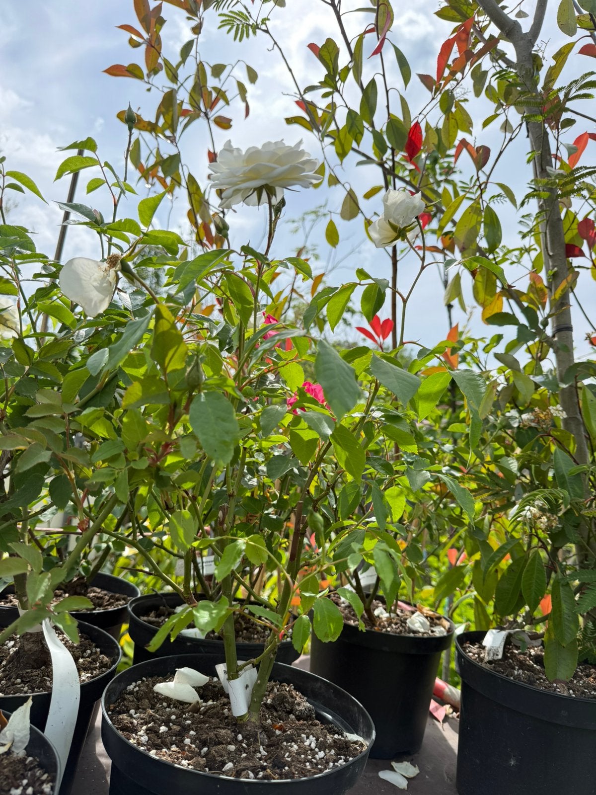 Roosjes rijkbloeiend div kleuren komenhelenaal vol pst 4,95, Volle zon, Vaste plant, Zomer, Ophalen
