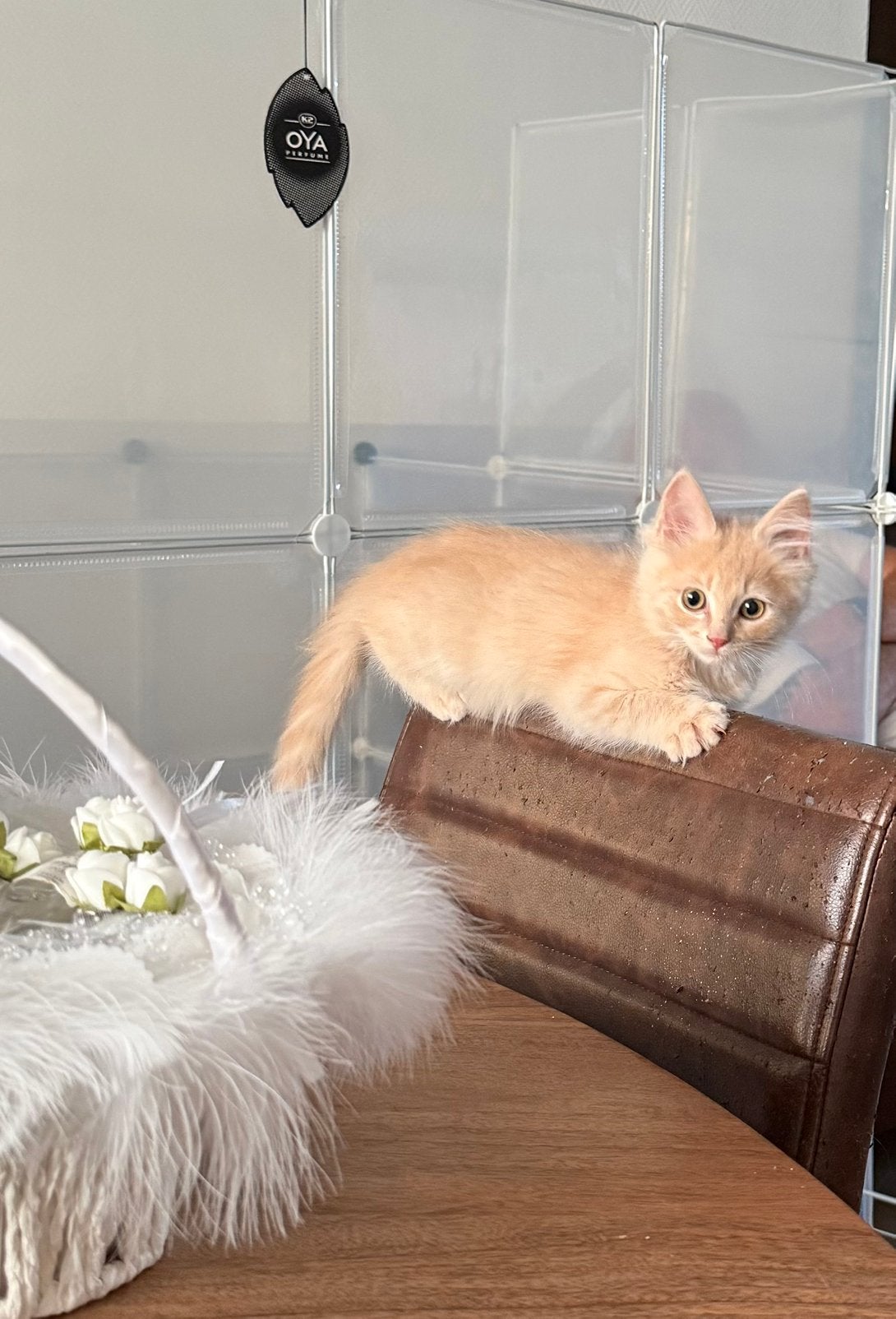 Ragdoll kittens mogen bijna verhuizen, Meerdere dieren, Gechipt, 0 tot 2 jaar