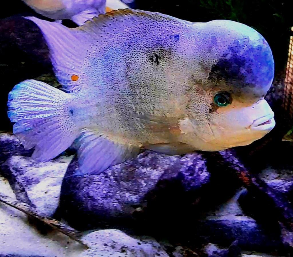 Aquariumvissen schitterende zilverwitte, Vis, Zoetwatervis