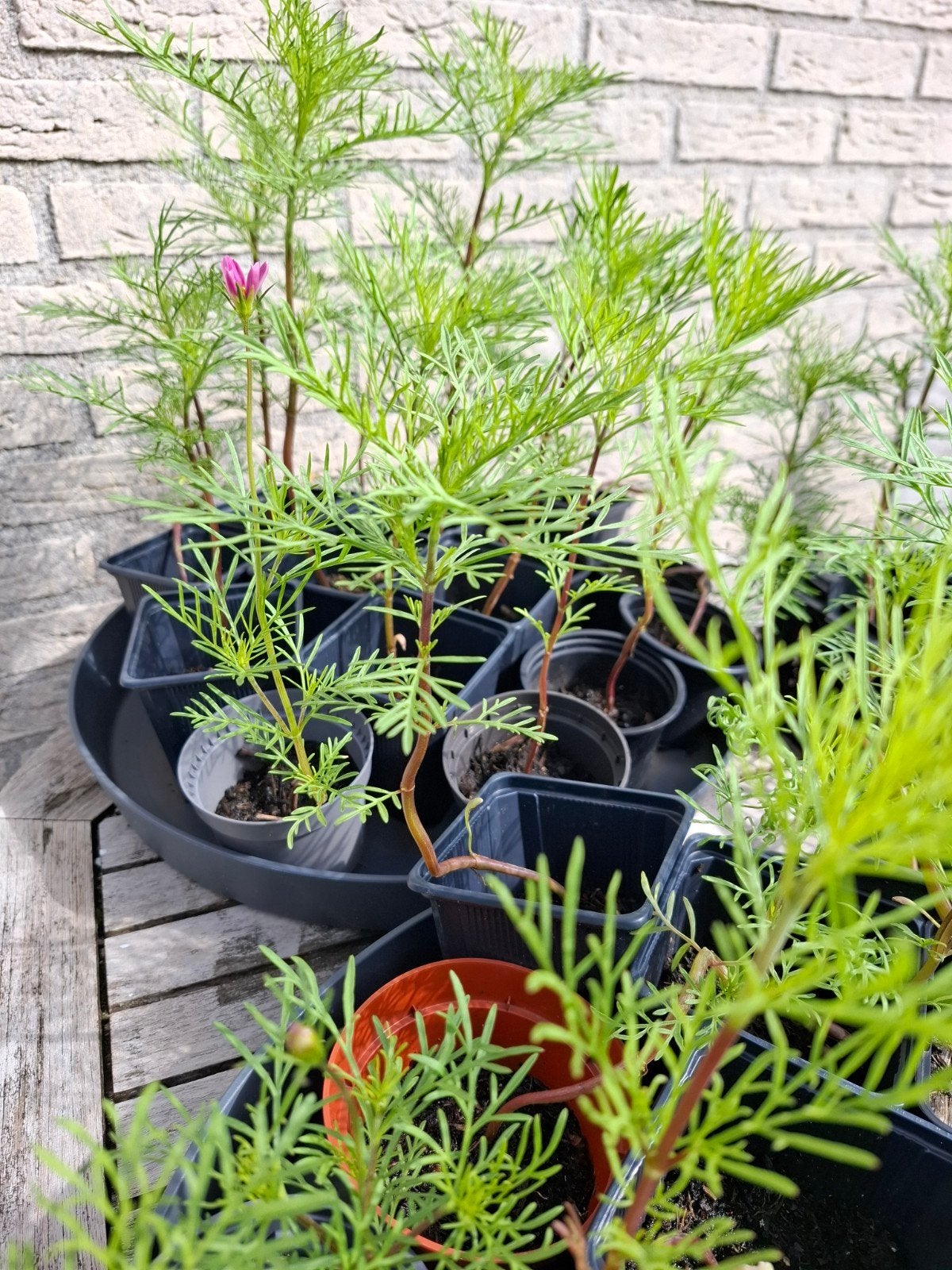Cosmea plantjes, Ophalen, Overige soorten, Volle zon