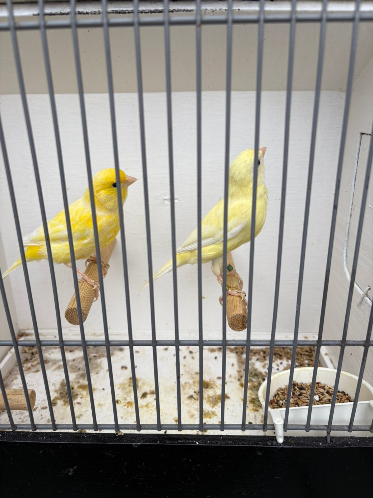 Koppel kanaries, Dieren en Toebehoren, Meerdere dieren, Kleurkanarie