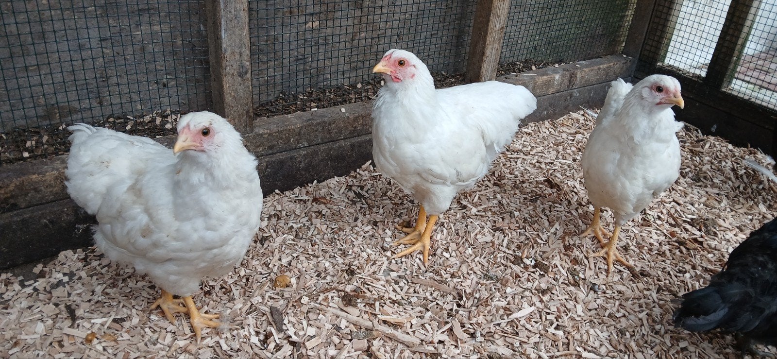 3 wiandotte hennen en 1 Barneveldse kriel hen, Dieren en Toebehoren, Pluimvee, Vrouwelijk, Kip