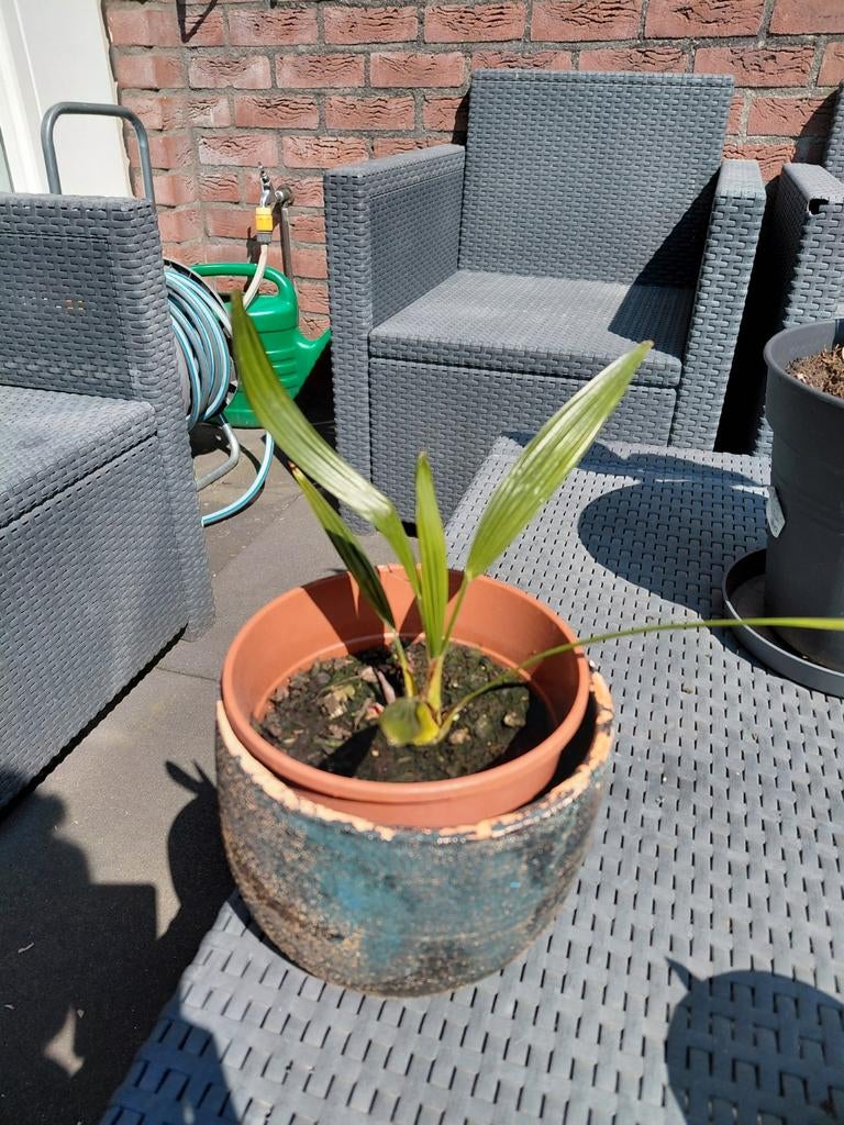 Kleine palmboom in pot, Ophalen, Overige soorten, Volle zon