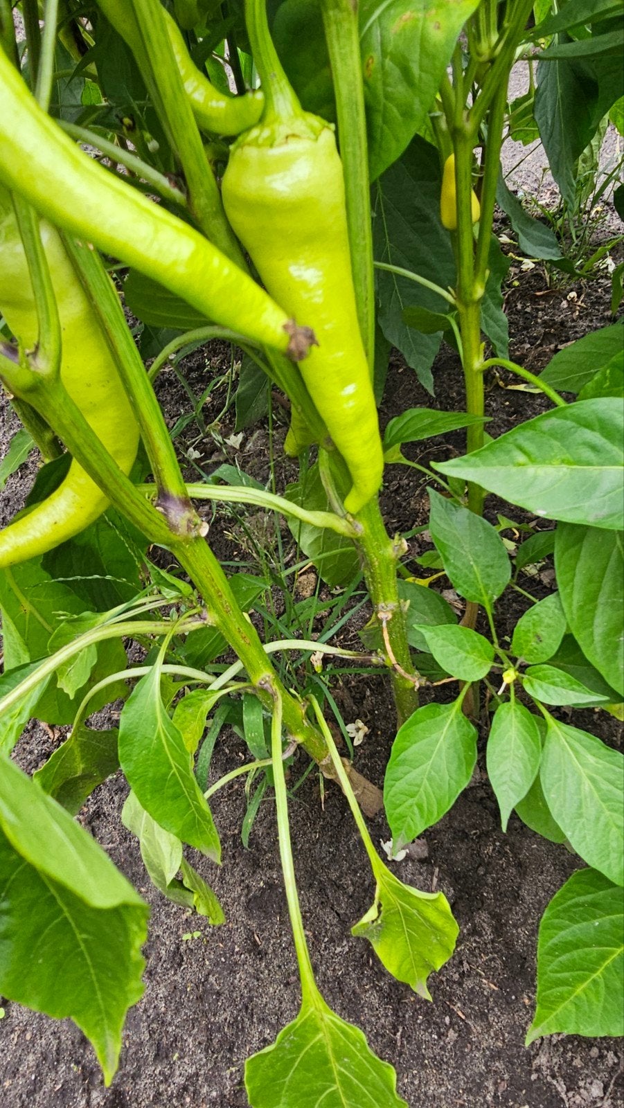 te koop turkse pepers en paprika's eigen kweek onbespoten, Volle zon, Groenteplanten, Eenjarig, Ophalen of Verzenden