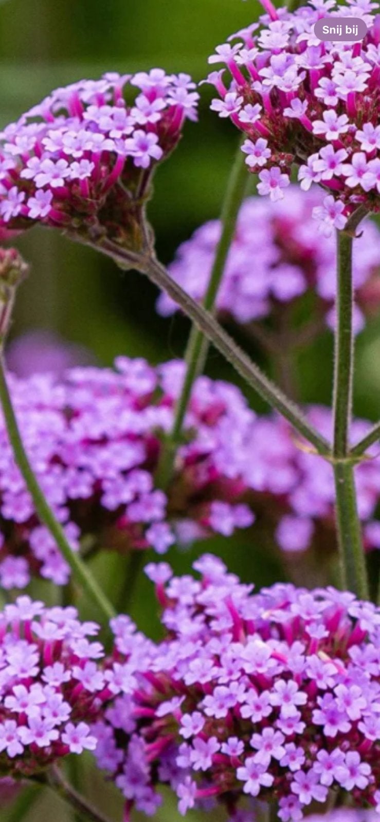 IJzerhard, Ophalen, Vaste plant, Overige soorten, Volle zon