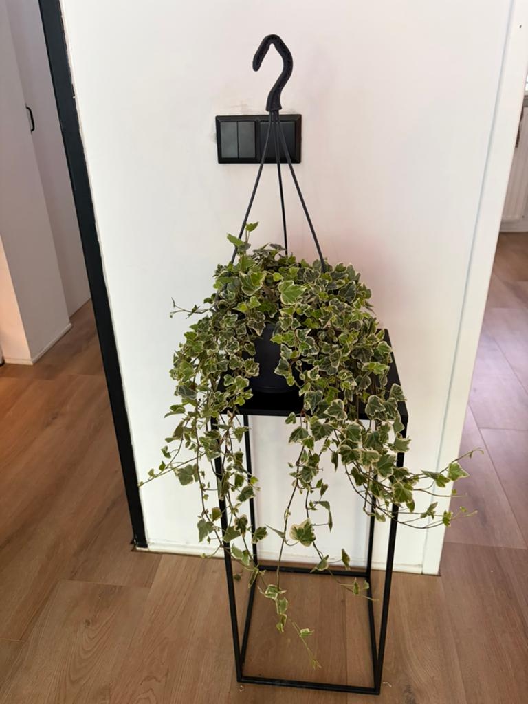 Hedera hangplant, Ophalen, Halfschaduw, Minder dan 100 cm