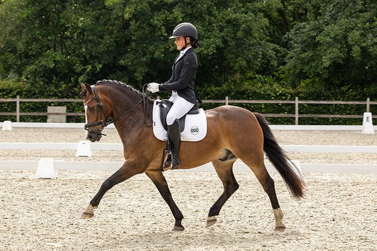 Dynamite – lieve, veelzijdige C pony,  Z2 niveau, Gechipt, Z, Ruin, Dressuurpony