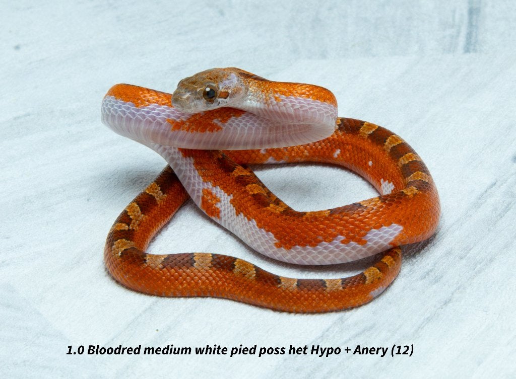 Top kwaliteit NK2026 Piedsided rattenslangen. Rat Snake photo 9