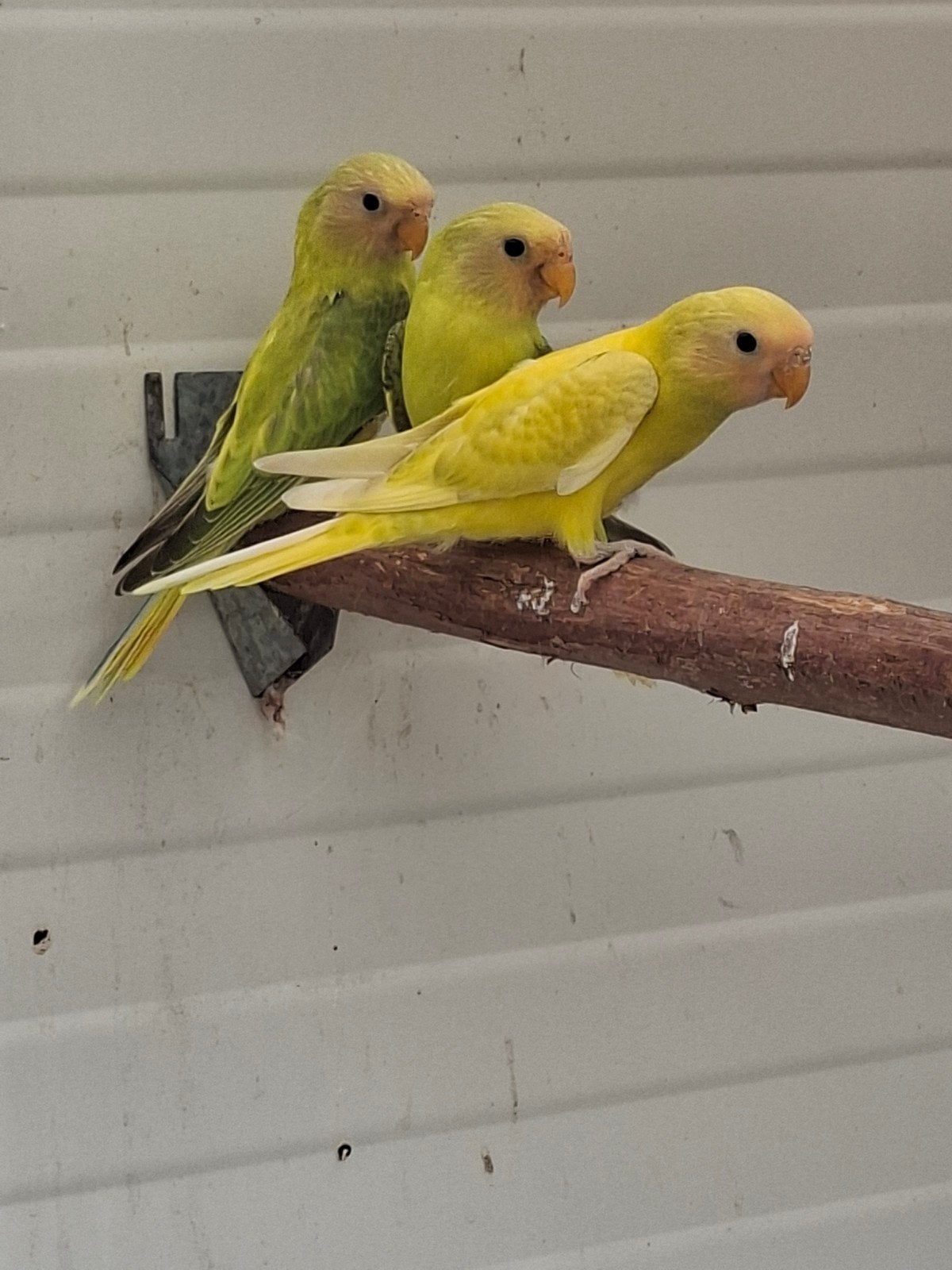 Pruimkop  pruimenkoppen, Meerdere dieren, Parkiet, Geringd