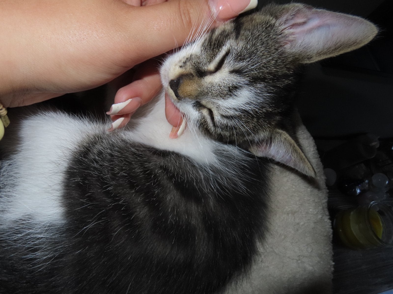 4 halve britse korthaar kittens zoeken hun forever home, Meerdere dieren, Kortharig, 0 tot 2 jaar