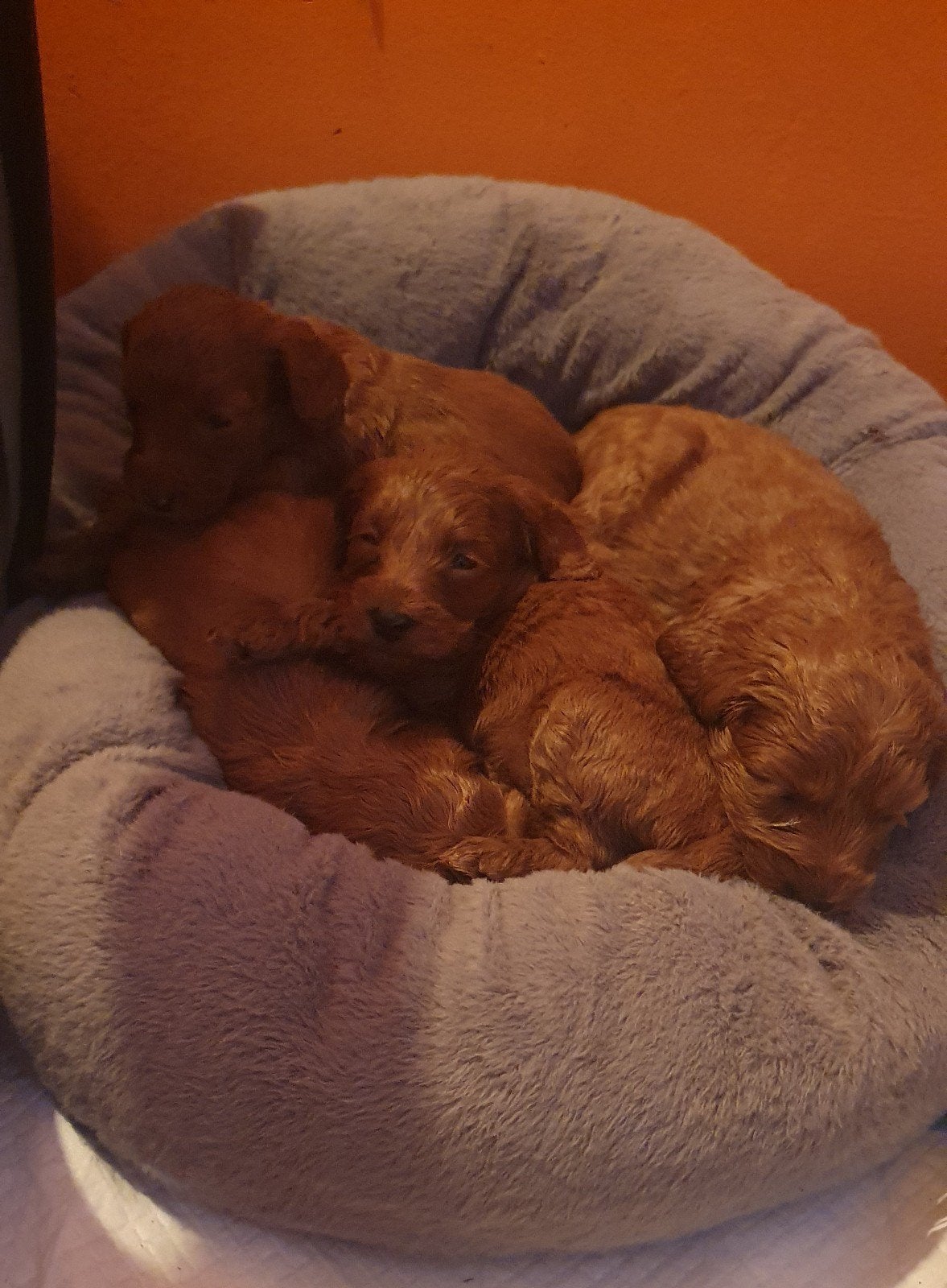 Rode Mini Australian/Labradoodle Pups, Parvo, Overige rassen, 8 tot 15 weken, Meerdere