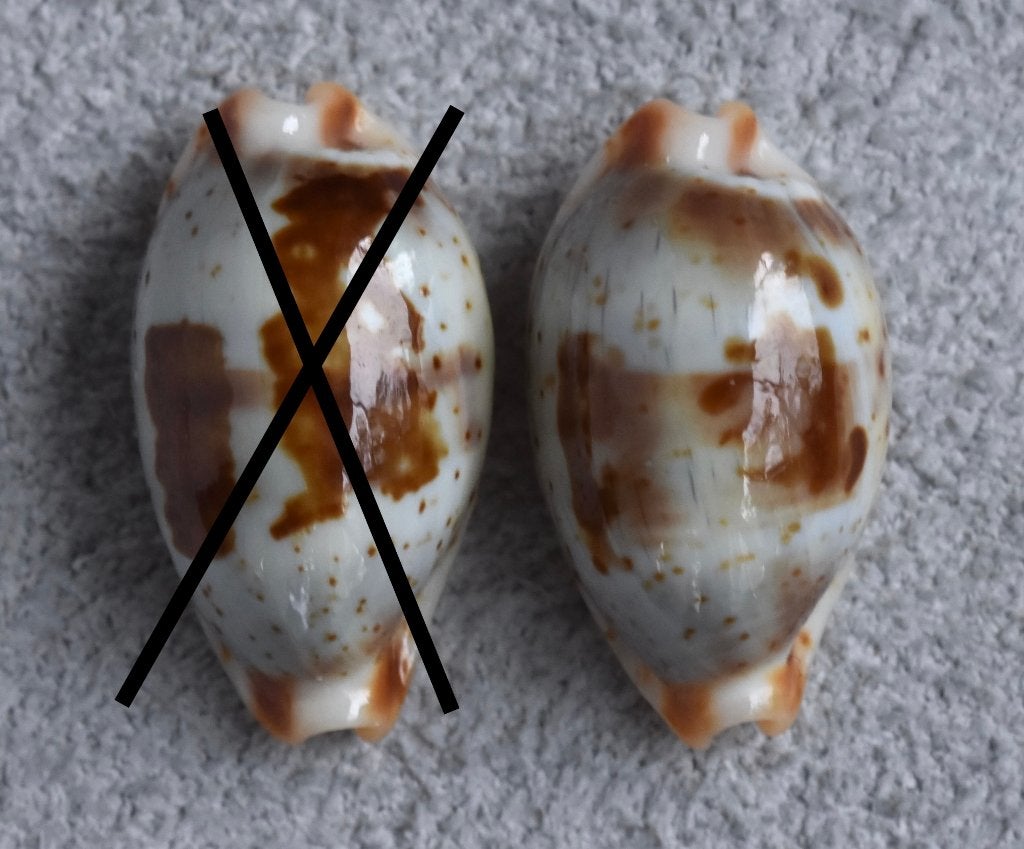 Schelpen: Cypraea erythraeensis 15,5-15,7mm (Gem), Ophalen of Verzenden, Schelp(en)