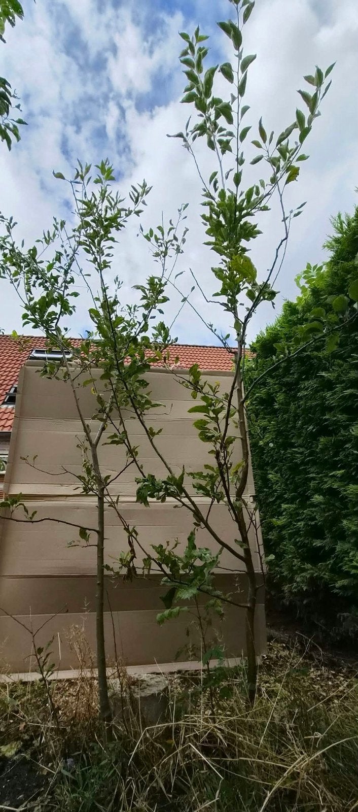 Twee jonge appelbomen, Tuin en Terras, Overige soorten, Lente, 250 tot 400 cm, Ophalen