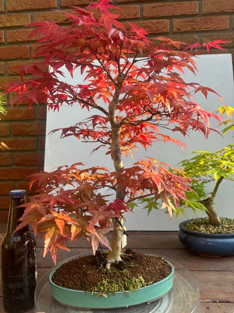 Acer palmatum Deshojo Bonsai - Prachtige Rode Esdoorn, Tuin en Terras, Planten | Bomen, Ophalen, Bloeit niet, Halfschaduw, Overige soorten