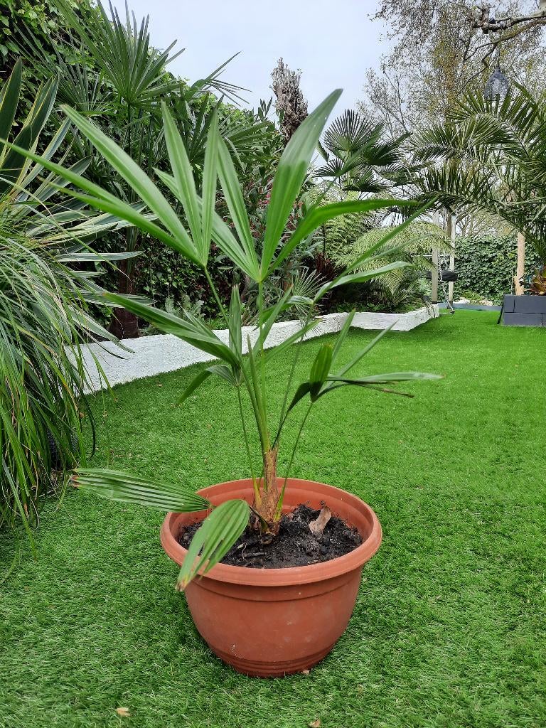 Trachycarpus fortunei, Overige soorten, Volle zon, Vaste plant, Ophalen of Verzenden