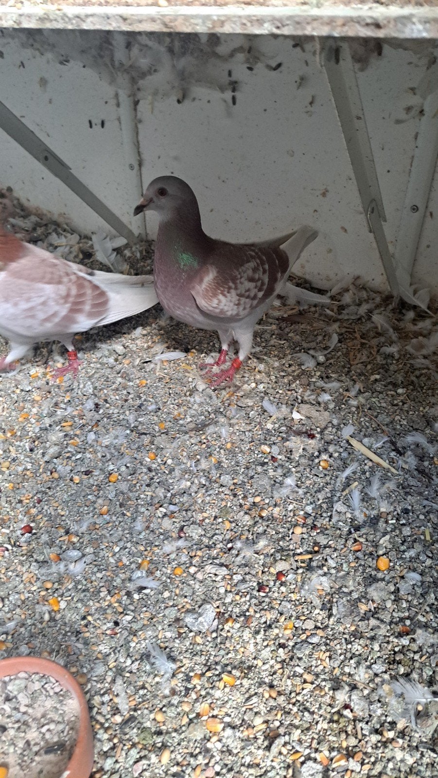 Jonge postduiven gratis sierduiven, Meerdere dieren, Postduif
