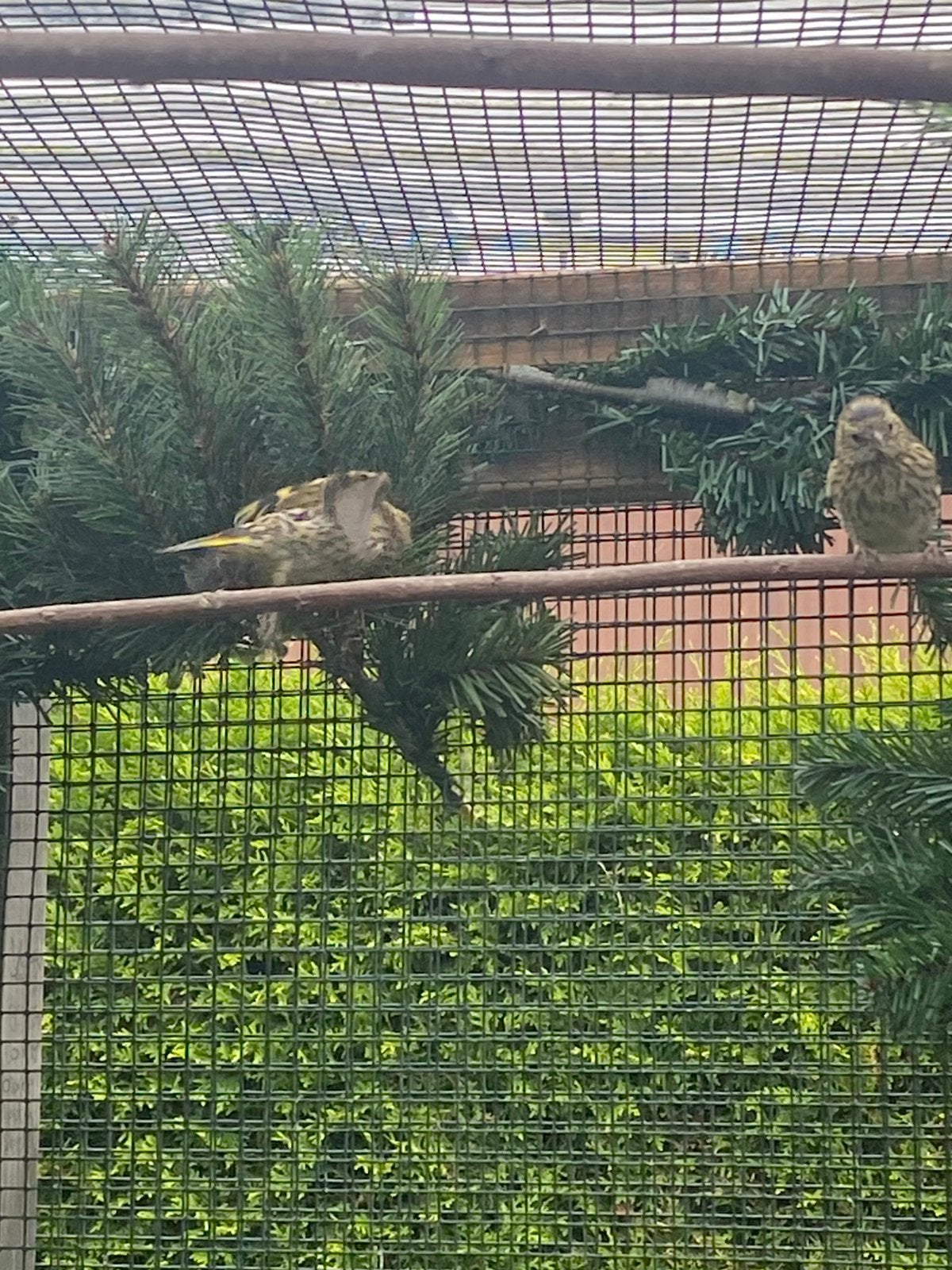 Europese sijsjes, Geslacht onbekend, Wildzangvogel, Geringd
