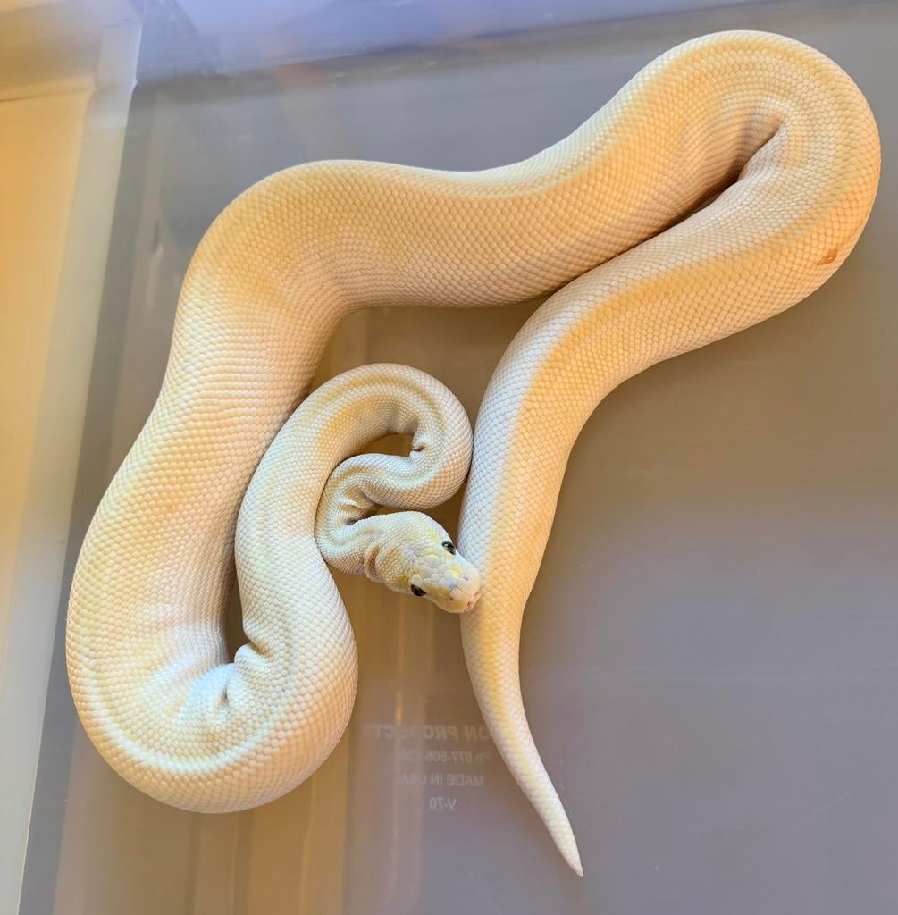 Koningspython - Mojave butter het clown 0.1 Ball Python - female for sale from Anthonia