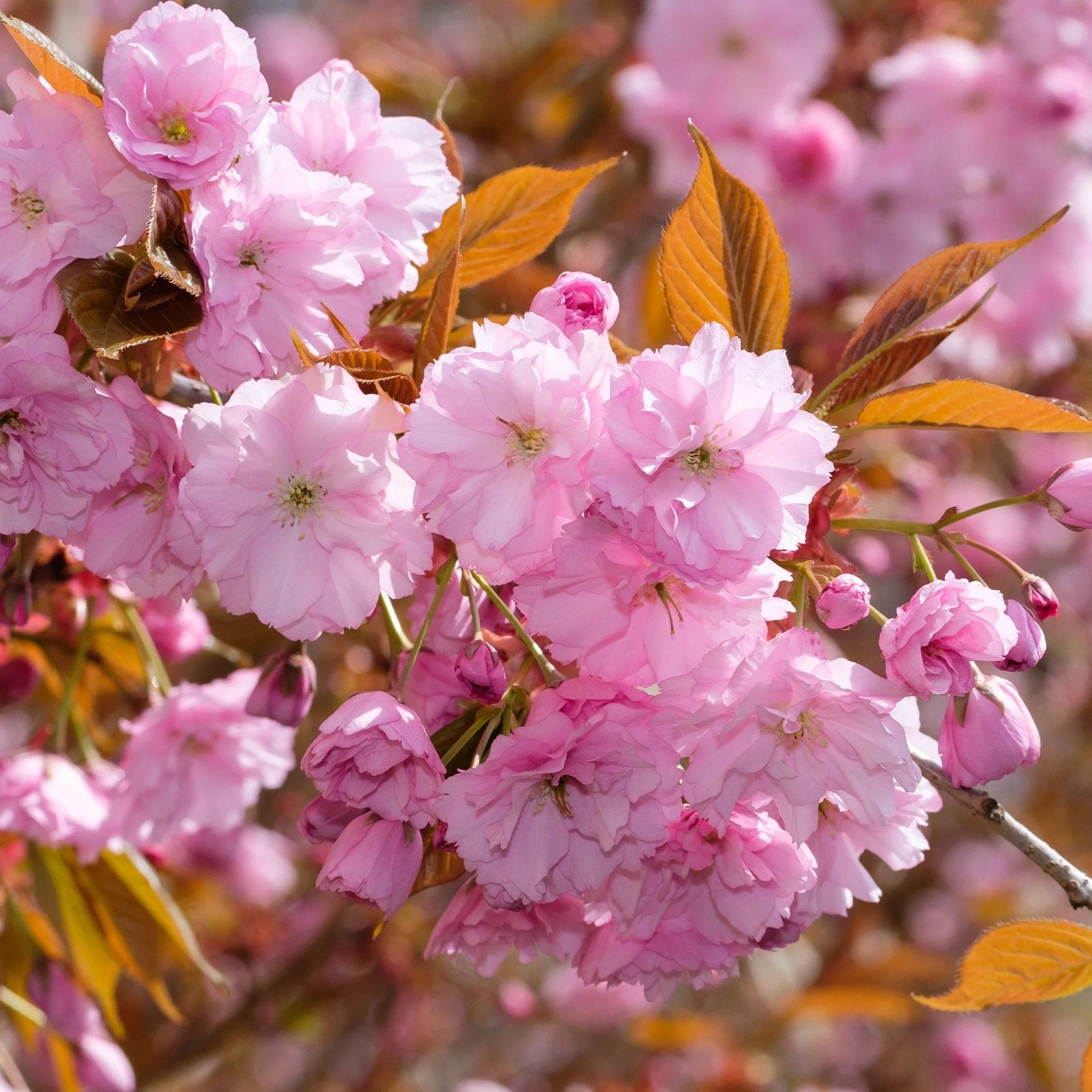 Prunus Serrulata Kanzan Meerstammig, Japanse Sierkers 250 cm, In pot, Halfschaduw, Lente, Overige soorten