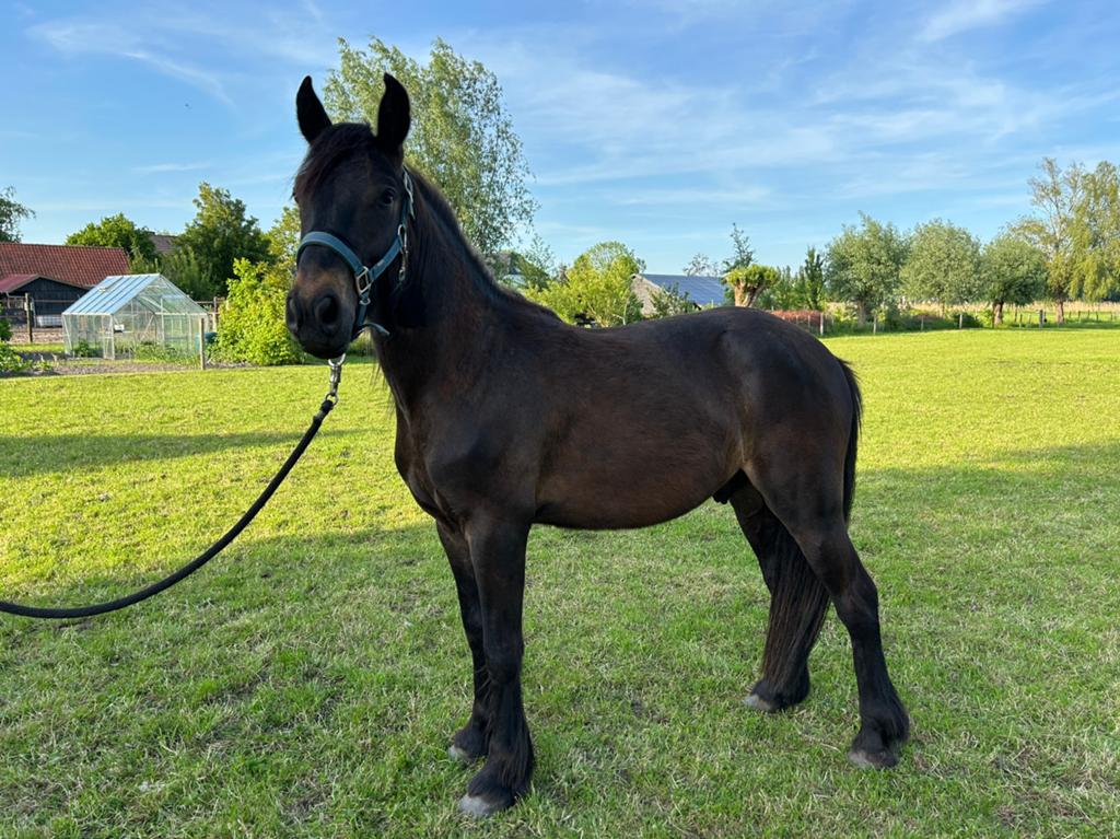 Meerdere mooie Fell pony’s te koop, Dieren en Toebehoren, Pony's, Meerdere dieren, C pony (1.27m tot 1.37m), Recreatiepony, Gechipt