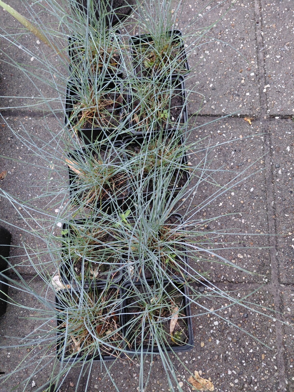 10 x Blauwgras, Tuin en Terras, Planten | Tuinplanten, Ophalen, Overige soorten, Volle zon