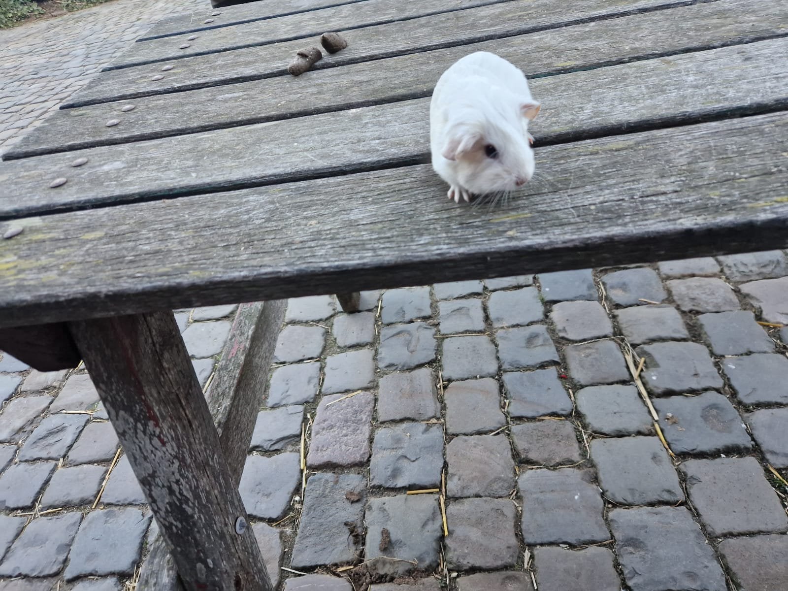 Mooie cavia (vrouwtje), Dieren en Toebehoren, Cavia, Juli, Vrouwelijk, Tam