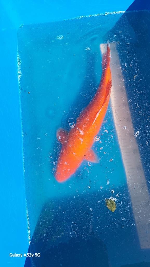 Ginrin Orenji Ogon, Karper of Koi