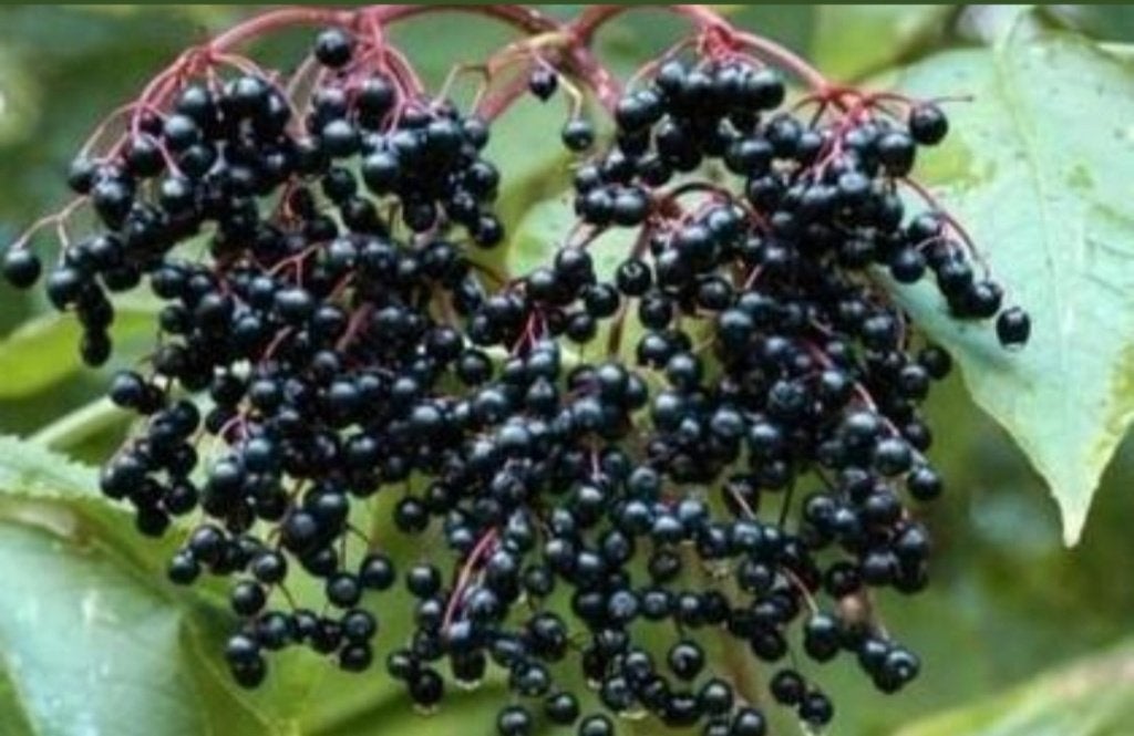 tk bio vlierbessenstruikjes  Sambucus Nigra, Vaste plant, Halfschaduw, Zomer, Ophalen