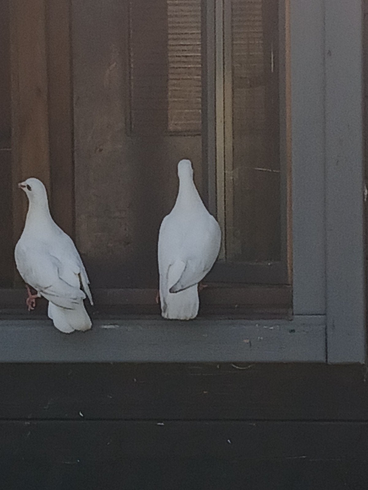 witte postduiven, Dieren en Toebehoren, Meerdere dieren, Postduif