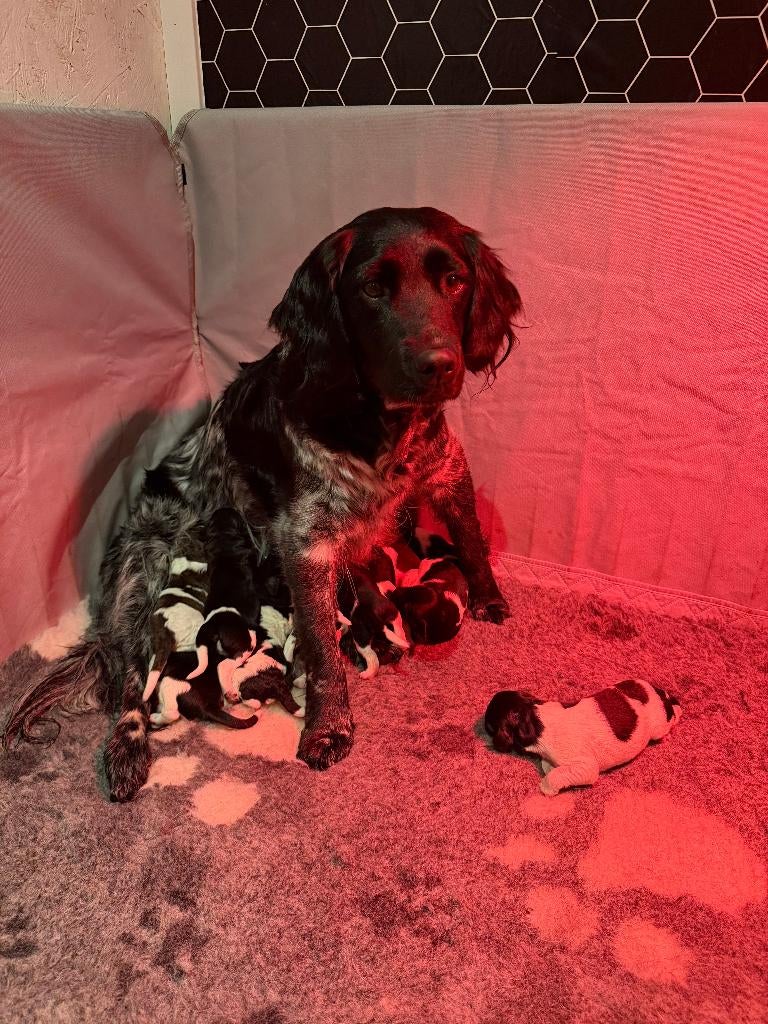 Friese stabij Pups, Overige rassen, 8 tot 15 weken, Parvo, Meerdere