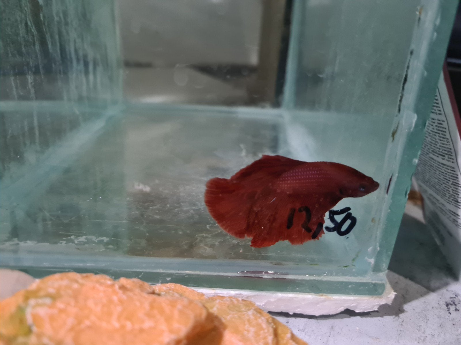 Betta splendens super delta kempvis man, Vis, Zoetwatervis