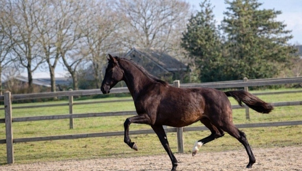 Bloedmooie grote ruin v. Extreme U.S, Dieren en Toebehoren, Paarden, Met stamboom, Ruin, Dressuurpaard, 0 tot 2 jaar