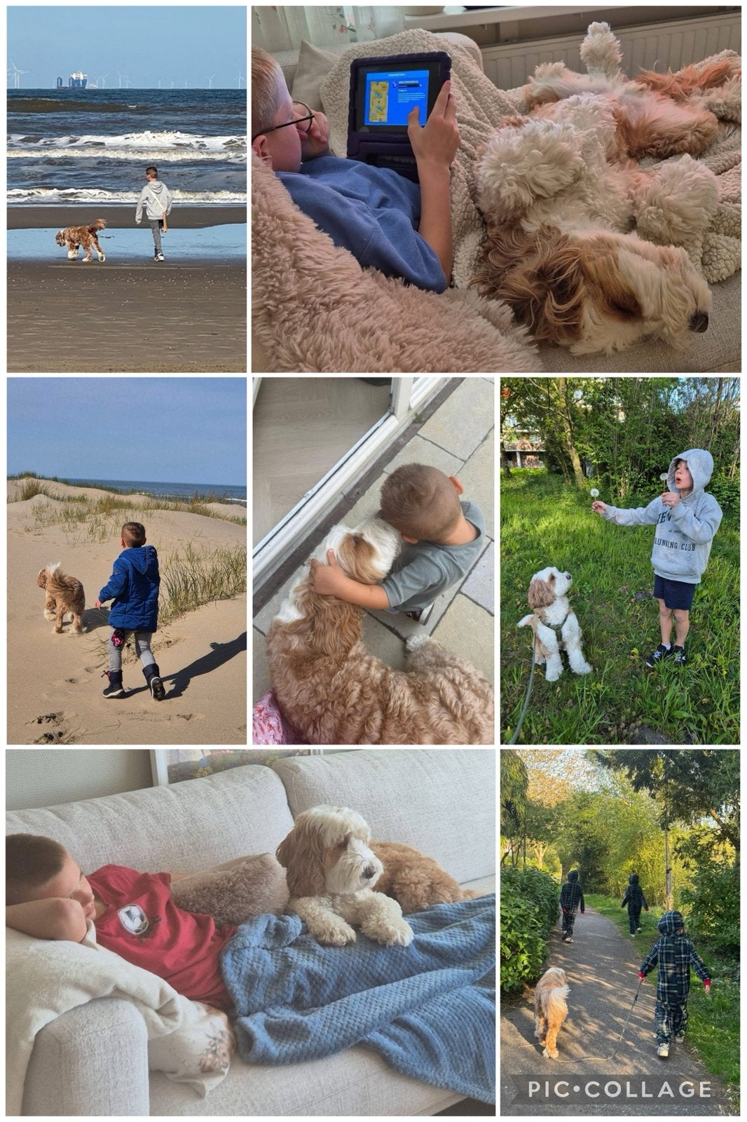 Labradoodle gezocht, Overige rassen, 1 tot 2 jaar, Geslacht onbekend, Eén hond